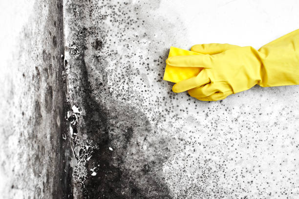 Best Attic Mold Removal  in Stow, OH