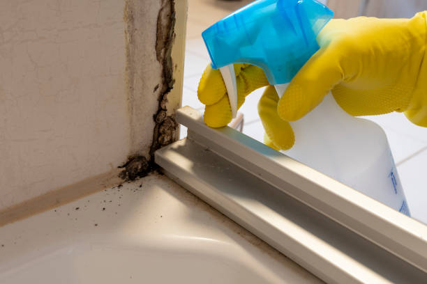 Best Emergency Mold Removal  in Stow, OH