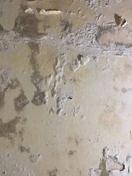 Best Toxic Mold Removal  in Stow, OH