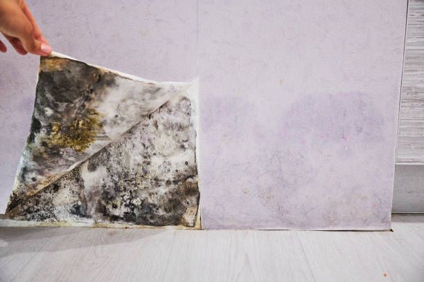 Best Office Mold Removal Services  in Stow, OH